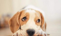 娱乐吃瓜菌小狗视频下载,揭秘小狗视频下载背后的秘密